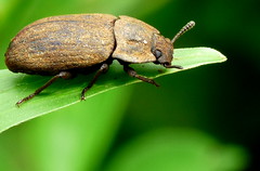 Darkling Beetles / Tenebrionidae