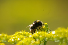 Bees, Bumblebees and wasps