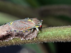 Hemiptera:Cicadellidae