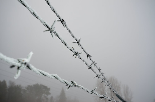Frosty Barbed-Wire DSC_0874