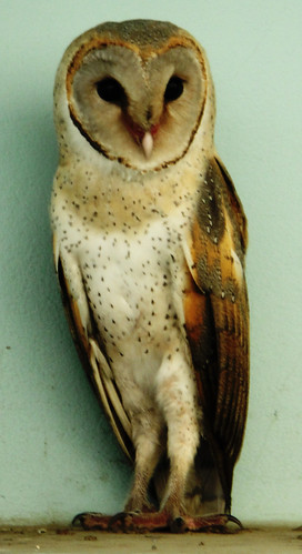 লক্ষ্মী পেঁচা...  Barn Owl !!