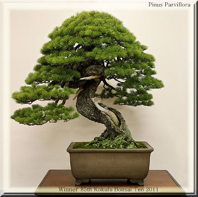Bonsai Farm on Recent Photos The Commons Getty Collection Galleries World Map App