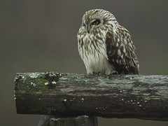 Jordugle (Short-eared Owl)