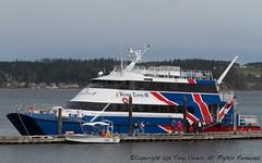 Victoria Clipper - Whale Watching