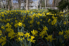 20110415 - Daffodil Forest 2011