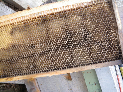 mould in the hive