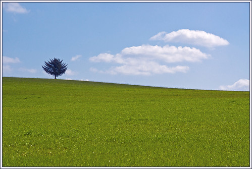 The Tree on the Hill  (EXPLORE) - 無料写真検索fotoq