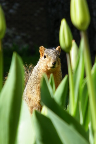 327/365/1057 (May 4, 2011) – Squirrels at the University of Michigan in Spring