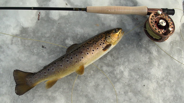 Maine Brown Trout on Ice