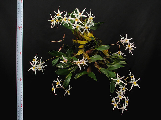 Dendrobium stella-silvae