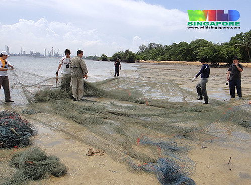 Removing a heavy duty net from Pulau Semakau