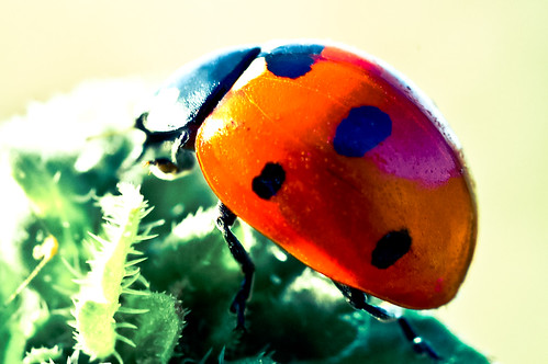 Pop Art - Ladybird