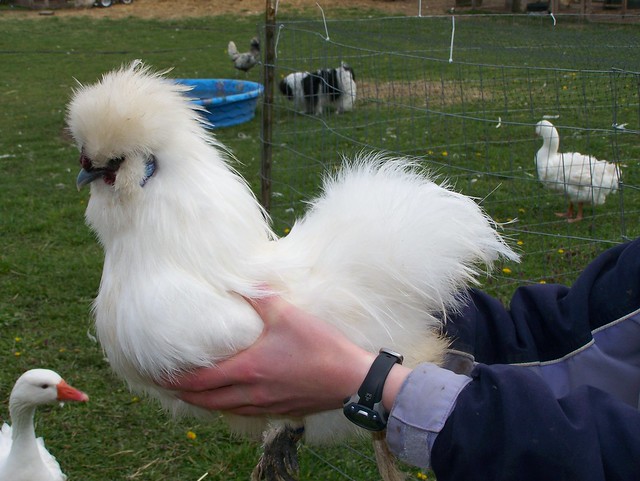 Silkie+rooster