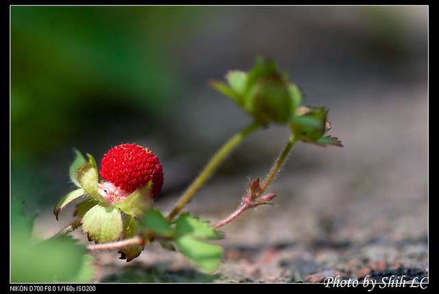 蛇莓；Flickr CC授權；作者：特有生物研究保育中心