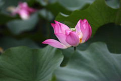 2011初夏之蓮花/Lotus