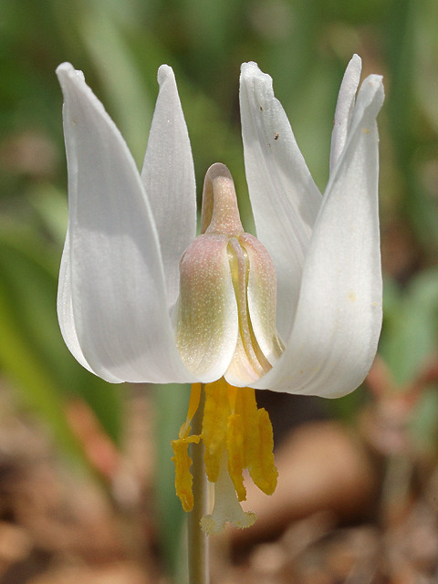 Silver Lake Park, in Highland, Illinois, USA - Erythronium albidum wildflower