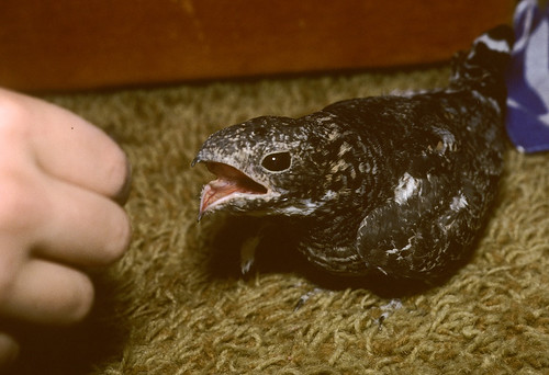 Fred the Common Nighthawk
