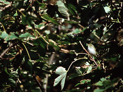 Lappsanger (Arctic Warbler)