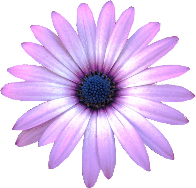 free purple flower clip art - photo #47