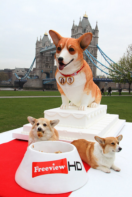 Freeview HD Worlds Biggest Dog Cake (3)