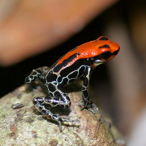 原產南美的紅背箭毒蛙，也受到真菌威脅。(Dominik Hofer攝)