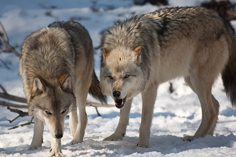 wolves lakota-011