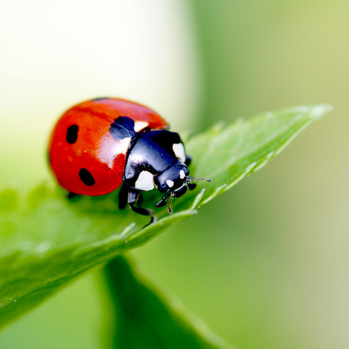 ladybird by Bearseye