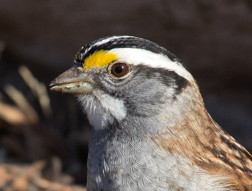 White-throated Sparrow detail