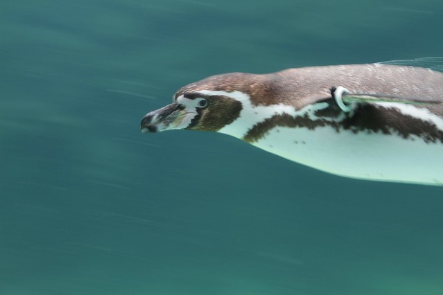 Panning shot of a penguin