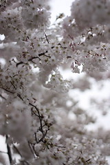 cherry blossoms 2011