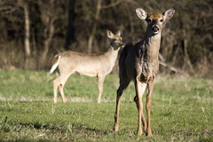 Iowa Whitetail Deer