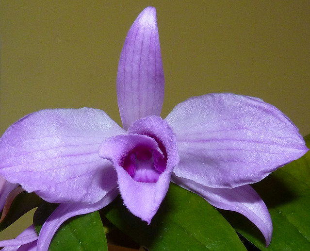 Dendrobium anosmum species orchid 4-11 1st bloom