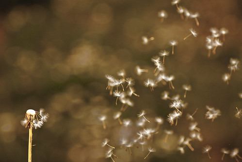 Dandelion seeds - Make a wish! [Explored #18]