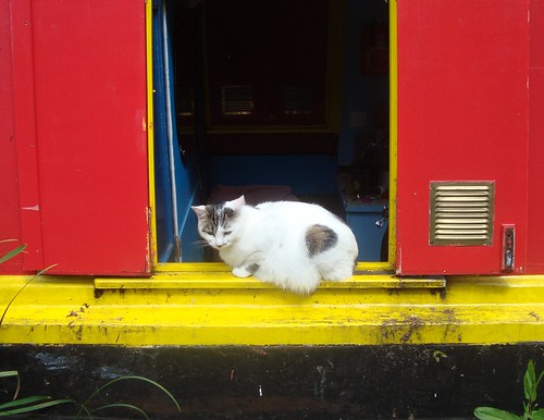 houseboat cat