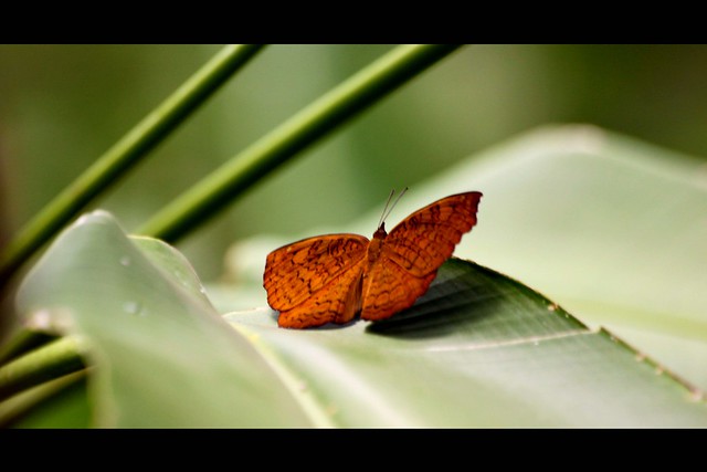 Butterfly - Joel Fernandes