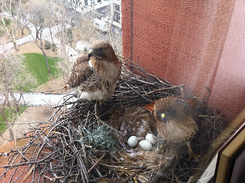 Bobby and Violet, NYU's Red-tailed Hawks