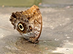 Mournful Owl