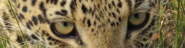 leopards eyes