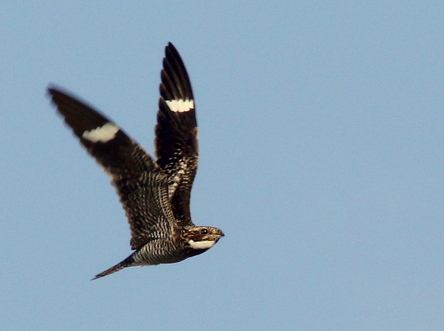 Common Nighthawk in-flight 20110419