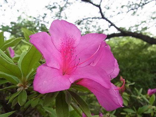 Spring Flower