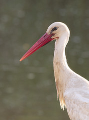 Cigueña - Cegoña - Ciconia ciconia - White stork