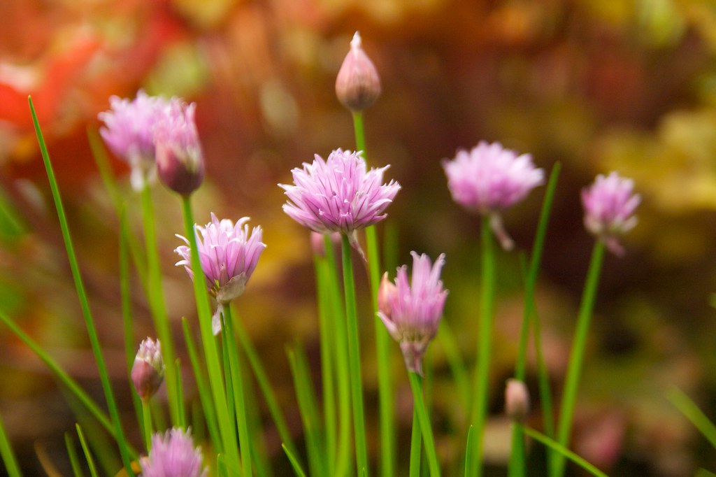 chives  258