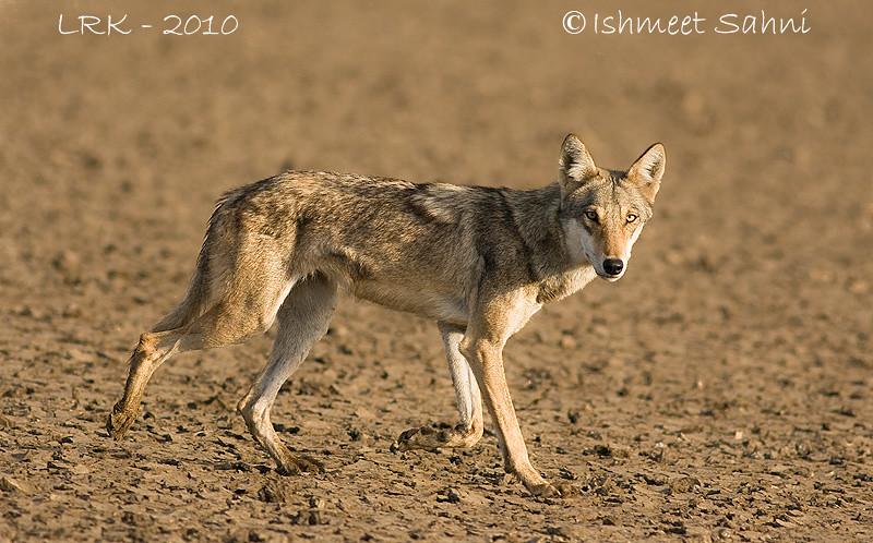 Indian Wolf #1 (LRK)