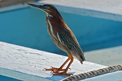 Bahamian Birds