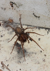 arachnids (SPIDERS)