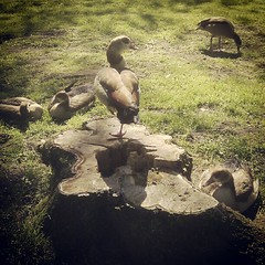 family of egyptian geese