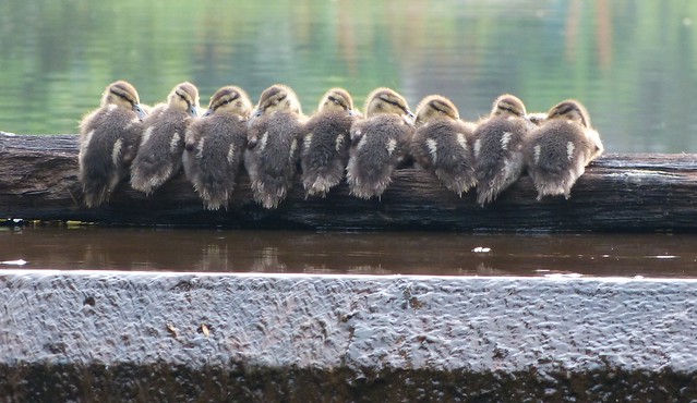 Baby Ducks on a log