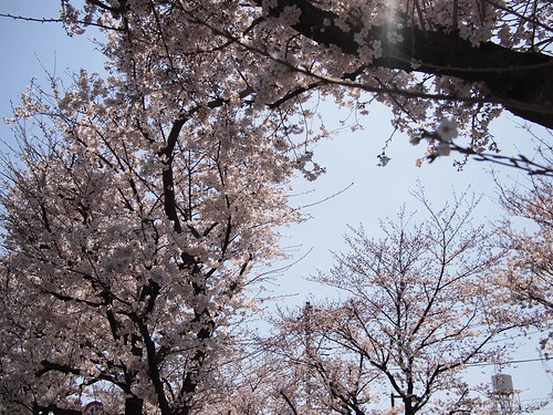 cherry blossom 2012 - 5