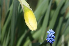 "Hello, Lady Hyacinth!" "Hello, Miss. Daffodil!" by Cobra_11