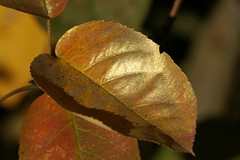 Blätter - Leaves
